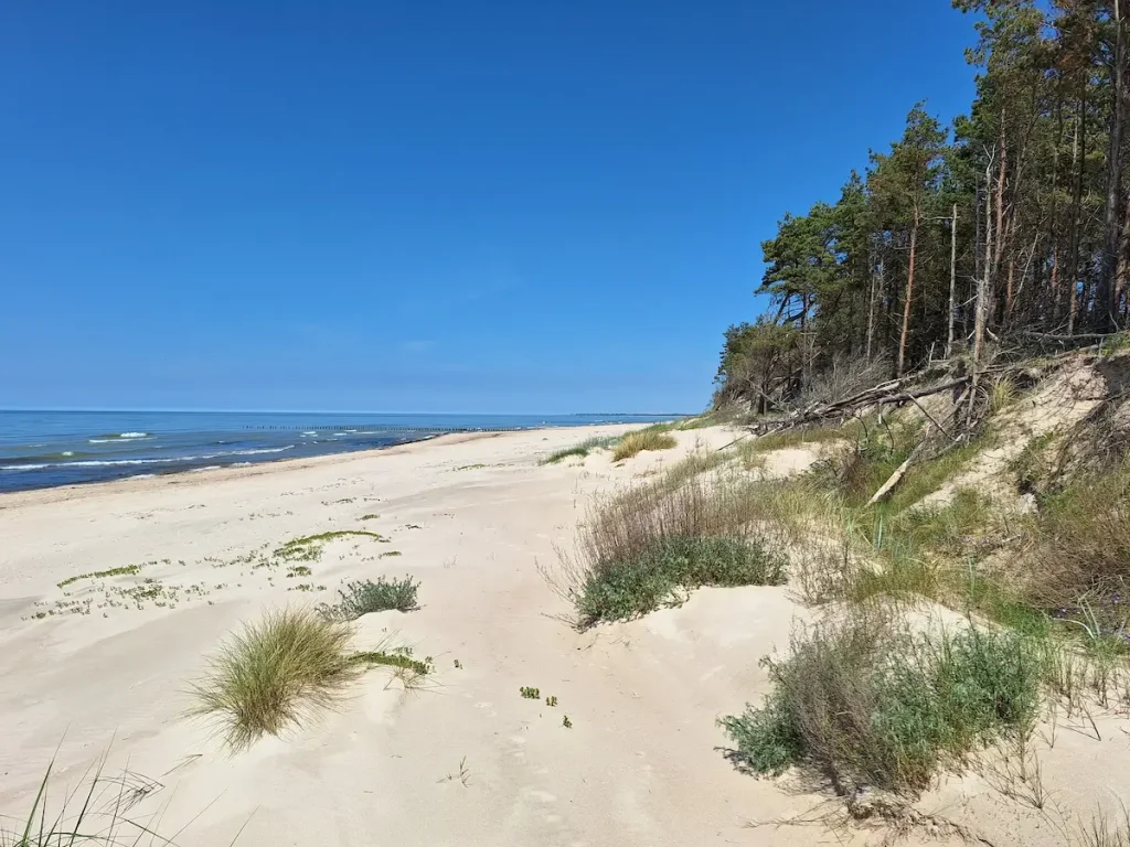Quiet sandy beach at Bernāti with pine forest beside the shore